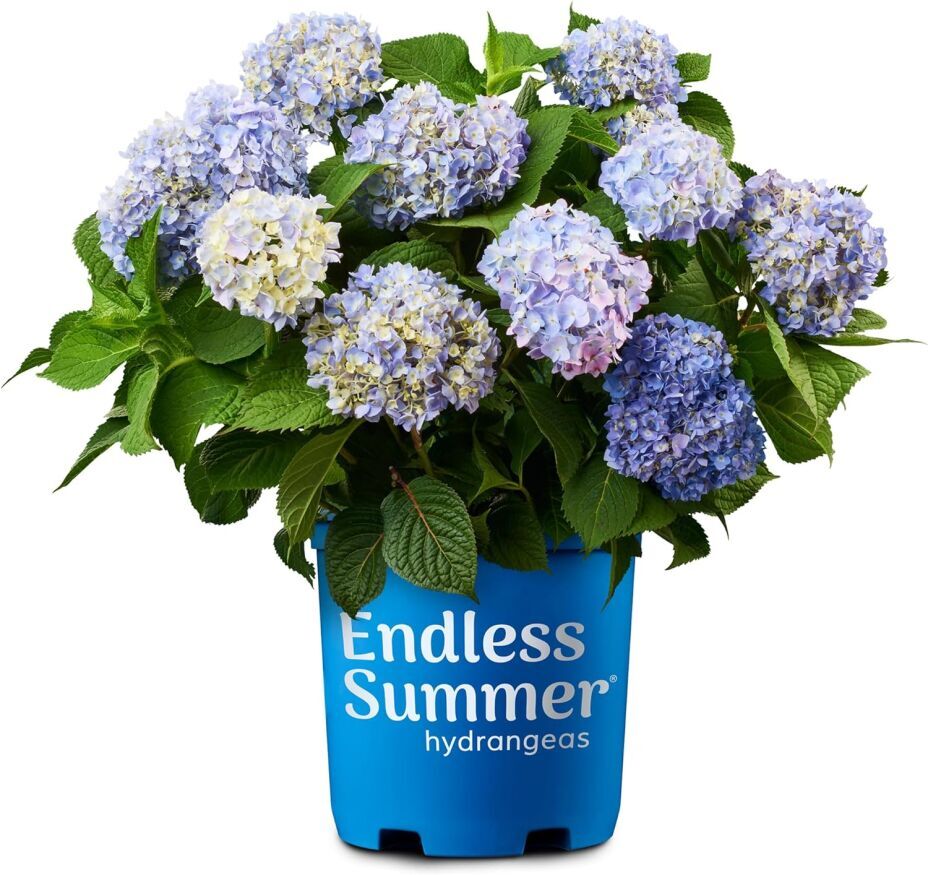 Blue Hydrangea Potted Plant