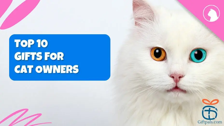 Top Gift Ideas for Cat Owners
