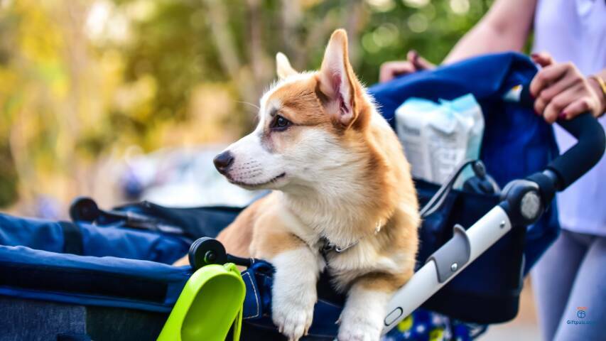 Pet Strollers