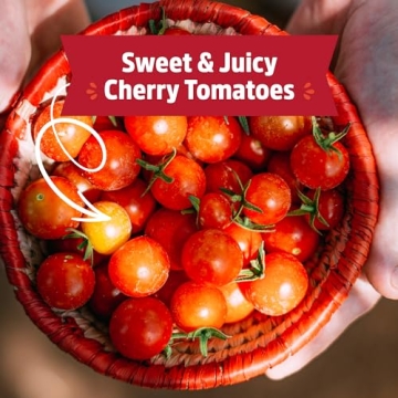 Back to the Roots Cherry Tomato Planter Kit for Home Gardening