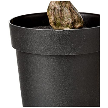 Stone & Beam 5.6ft Artificial Olive Tree for Indoor Use