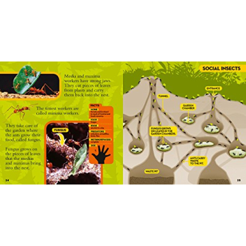 National Geographic Bug Book for Curious Kids