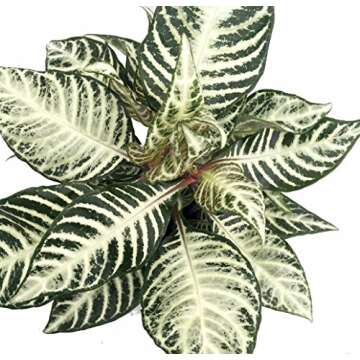 Zebra Plant - Aphelandra - Exotic & Unusual House Plant - 5" Pot