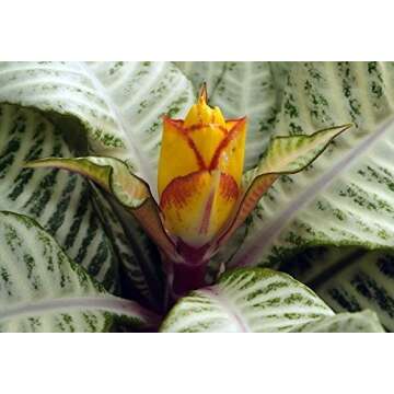 Zebra Plant - Aphelandra - Exotic & Unusual House Plant - 5" Pot