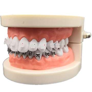 Dental Orthodontic Treatment Model with Ortho Metal Ceramic Bracket Arch Wire Buccal Tube Ligature Ties