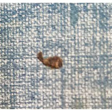 The Oxford History of the American People Comprehensive Guide