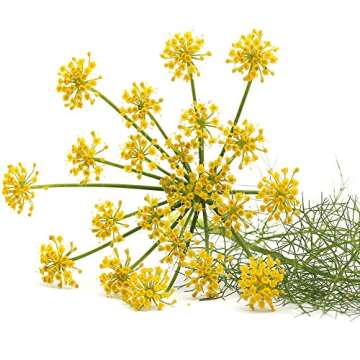 Outsidepride 1 oz. Annual Foeniculum Vulgare Fennel Herb Garden Seeds for Planting