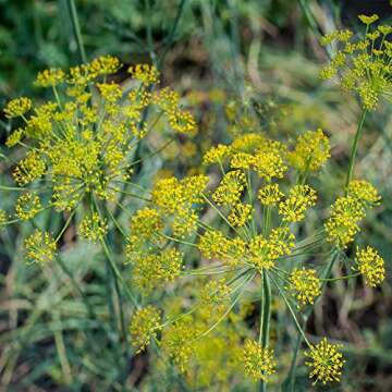 Outsidepride 1 oz. Annual Foeniculum Vulgare Fennel Herb Garden Seeds for Planting