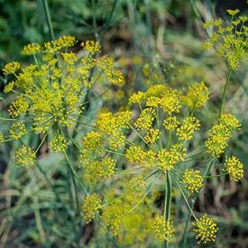 Outsidepride 1 oz. Annual Foeniculum Vulgare Fennel Herb Garden Seeds for Planting