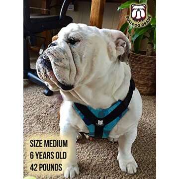 Bulldog Grade Harness for English-American-French Bulldogs - Custom Fit, No Pull, Reflective Vest Harnesses for Your Bully (Large, Bully Blue Camo)