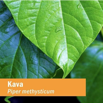 Herb Pharm Pharma Kava Extract 4 Oz Double Value Pack