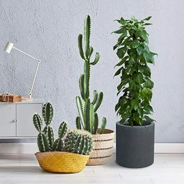 Kante Modern Round Concrete Planter Set for Indoor Outdoor