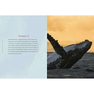 Sunrise Gratitude: 365 Morning Meditations for Joyful Days All Year Long (Volume 2) (Daily Gratitude, 2)