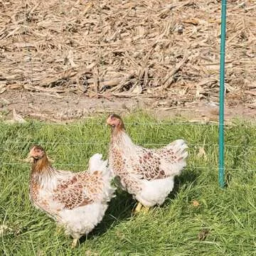 Premier 1 PoultryNet+ Electric Fence Kit - 100'