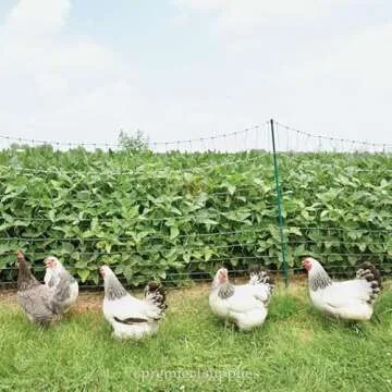 Premier 1 PoultryNet+ Electric Fence Kit - 100'