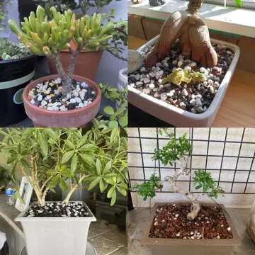 Organic Pumice for Bonsai and Horticultural 100% Natural (1 gallons, 3/8 inch)