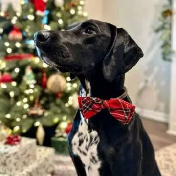 Huxley & Kent Bow Tie for Pets | Royal Tartan (Extra-Large) | Christmas Holiday Bow Tie Collar Attachment | Fun Bow Ties for Dogs & Cats | Cute, Comfortable, and Durable | H&K Bow Tie