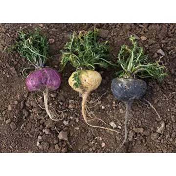 The Maca Team Premium Gelatinized Maca Powder, Potent, Premium Maca Powder, Fair Trade, GMO-Free, 1 Pound, 50 Servings