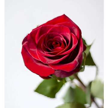 Farm Direct 125 Premium Fresh Red Roses | Fresh Flower Delivery - Stunning Bright Red Roses