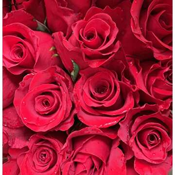 Farm Direct 125 Premium Fresh Red Roses | Fresh Flower Delivery - Stunning Bright Red Roses