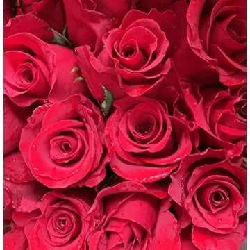 Farm Direct 125 Premium Fresh Red Roses Delivery
