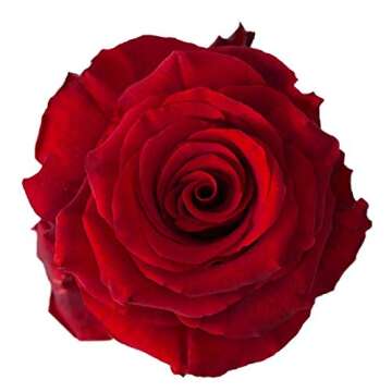 Farm Direct 125 Premium Fresh Red Roses | Fresh Flower Delivery - Stunning Bright Red Roses