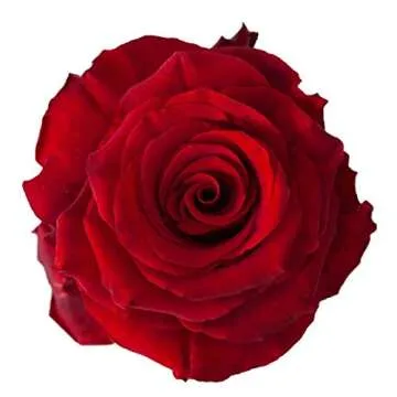 Farm Direct 125 Premium Fresh Red Roses Delivery