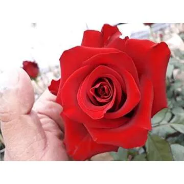 Farm Direct 125 Premium Fresh Red Roses Delivery