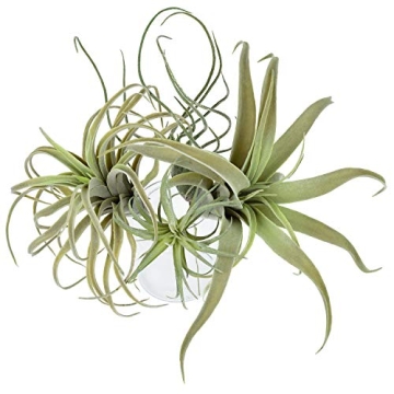 Lifelike 4 Pack Artificial Pineapple Grass Air Plants for Home Decor