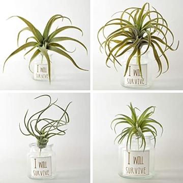 Lifelike 4 Pack Artificial Pineapple Grass Air Plants for Home Decor