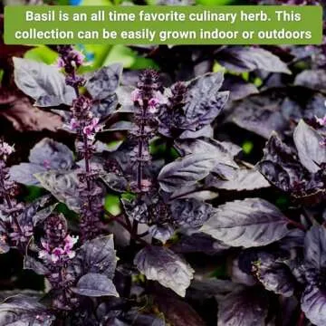 Sow Right Seeds - Large Basil Seed Collection for Planting - Genovese, Greek, Opal, Thai, and Lemon Basil - Non-GMO Heirloom Packets to Grow Indoors or Outdoor - Kitchen Herb Gardening f1