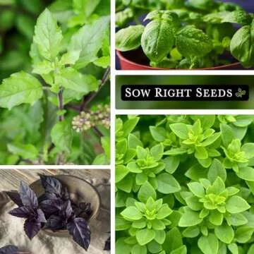 Sow Right Seeds - Large Basil Seed Collection for Planting - Genovese, Greek, Opal, Thai, and Lemon Basil - Non-GMO Heirloom Packets to Grow Indoors or Outdoor - Kitchen Herb Gardening f1