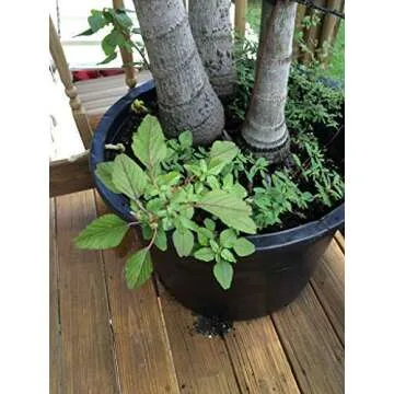 Eco-Friendly Doctor Kirchner Weed Killer without Glyphosate