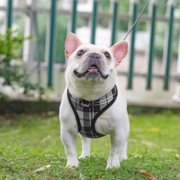 PUPTECK Soft Mesh Dog Harness Leash Set - Stylish Comfort