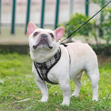 PUPTECK Soft Mesh Dog Harness Leash Set - Stylish Comfort
