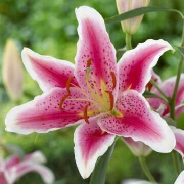 5 Stargazer Oriental Lily and Dwarf Patio Lily Flower Bulbs for Stunning Gardens