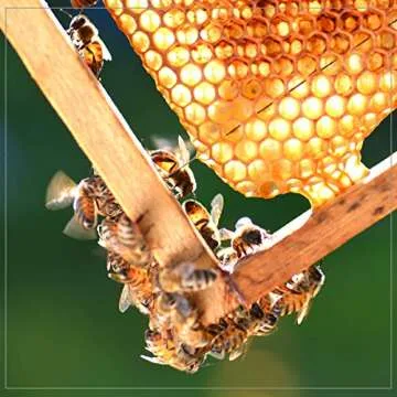 Ambrosia Gently Strained Honey – Pure Natural Sweetener