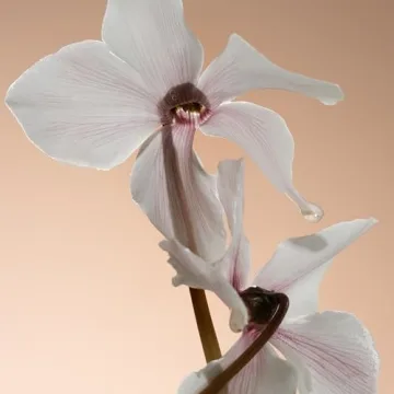 PHLUR Missing Person Body Oil - Silky & Nourishing Oil