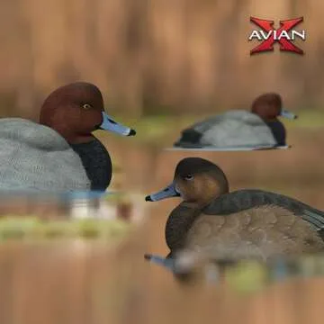 Avian-X Magnum Canvasback Decoys for Realistic Hunting