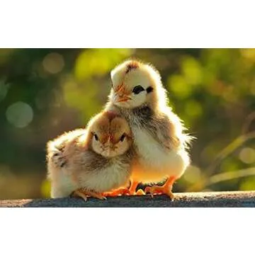 Theracyn Wound & Skin Care Poultry Liquid for Effective Healing