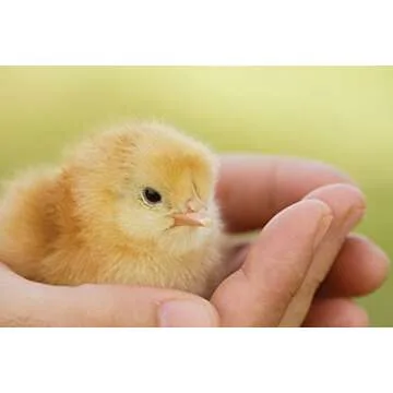 Theracyn Wound & Skin Care Poultry Liquid for Effective Healing