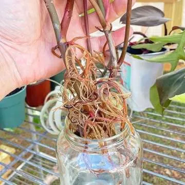 Prop Drops by Market Botany | Propagation Plant Drops to Promote Healthy Root Growth