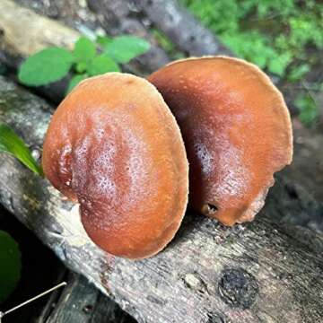 North Spore Reishi Mushroom Plugs for Beginners