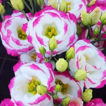 50+ Mixed Lisianthus Seeds – Pelleted for Easy Planting and Vibrant Blooms