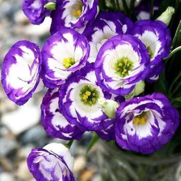 50+ Mixed Lisianthus Seeds for Beautiful Flower Gardens