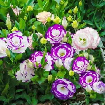50+ Mixed Lisianthus Seeds for Beautiful Flower Gardens