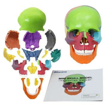 Colorful 15-Parts Anatomy Skull Model for Education
