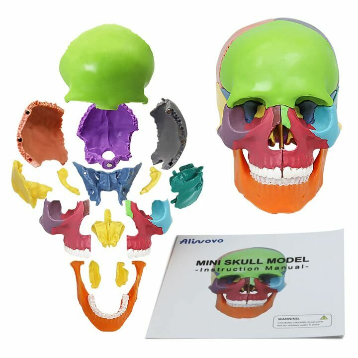 Colorful 15-Parts Anatomy Skull Model for Education