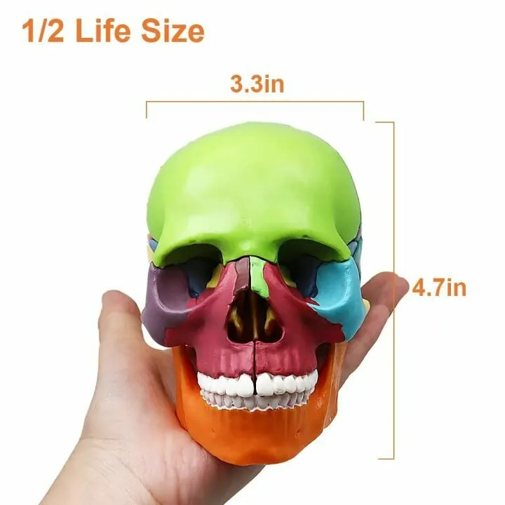 Colorful 15-Parts Anatomy Skull Model for Education