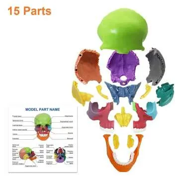 Colorful 15-Parts Anatomy Skull Model for Education